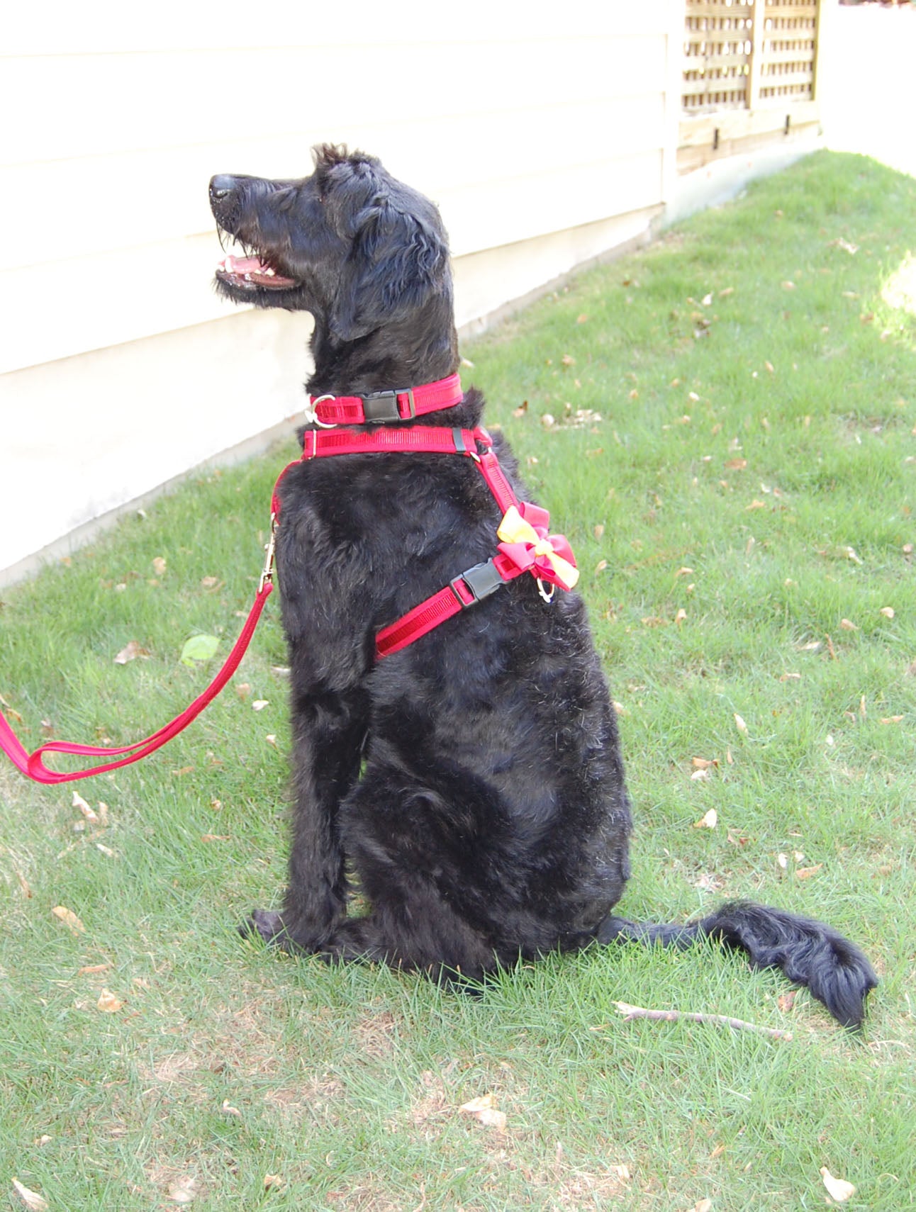Dog Harness | Stitchpet | Red on Red