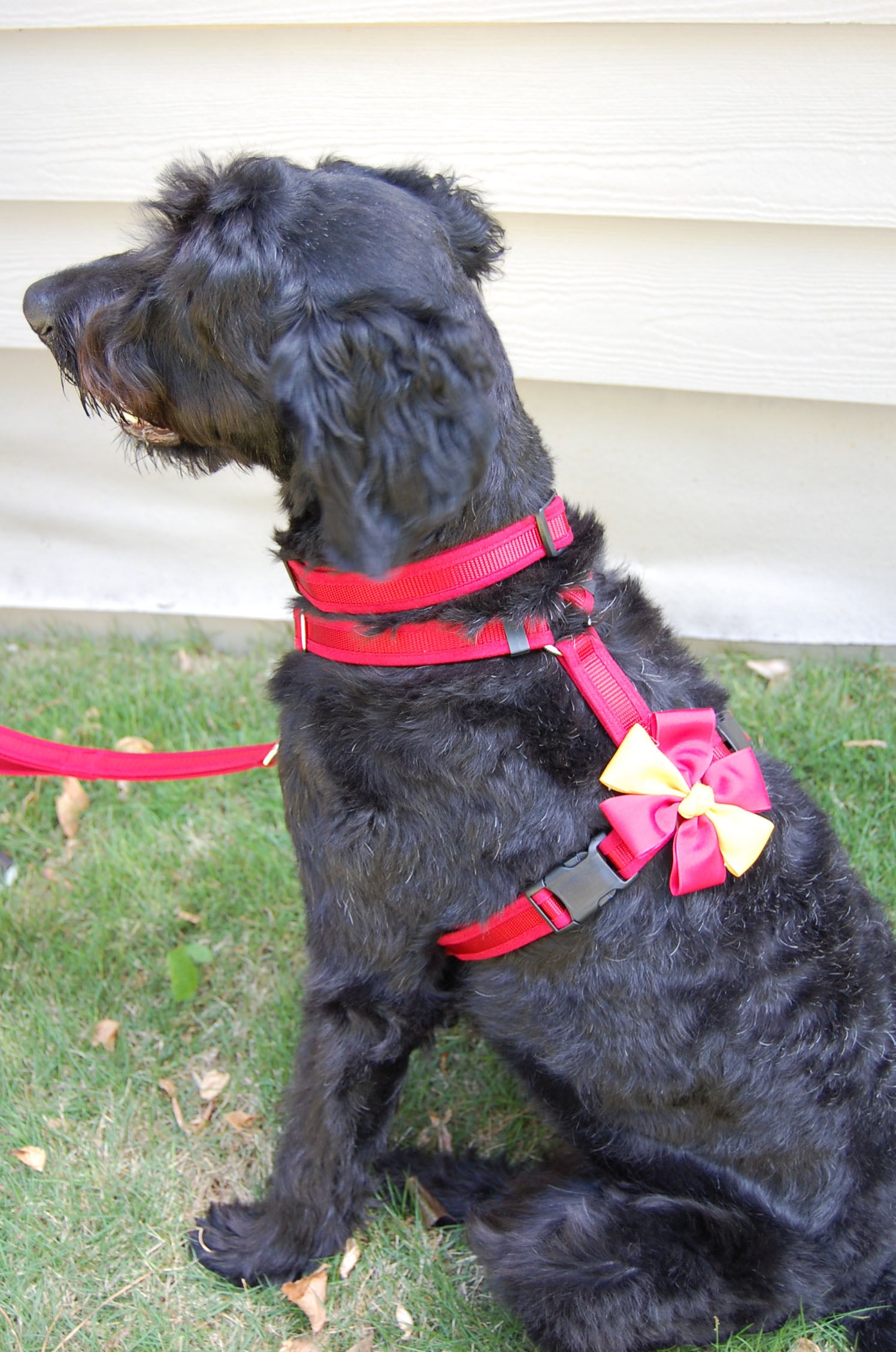 Dog Harness - Red