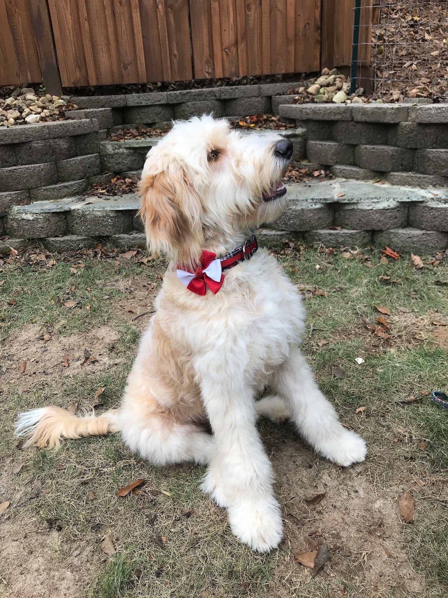 Dog Bow - Red & White